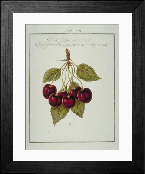 Framed Print : Prunus sp. large blackheart cherry Framed Print : Prunus sp. large blackheart cherry