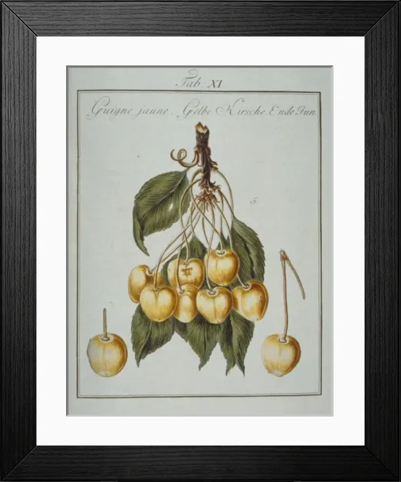 Framed Print : Prunus sp. yellowheart cherry Framed Print : Prunus sp. yellowheart cherry