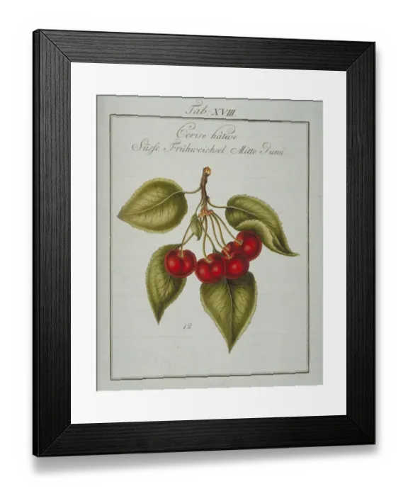 Framed Print : Prunus avium, early cherry Framed Print : Prunus avium, early cherry