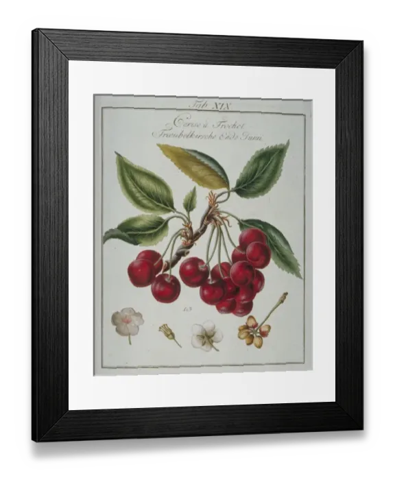 Framed Print : Prunus sp. cherry Framed Print : Prunus sp. cherry