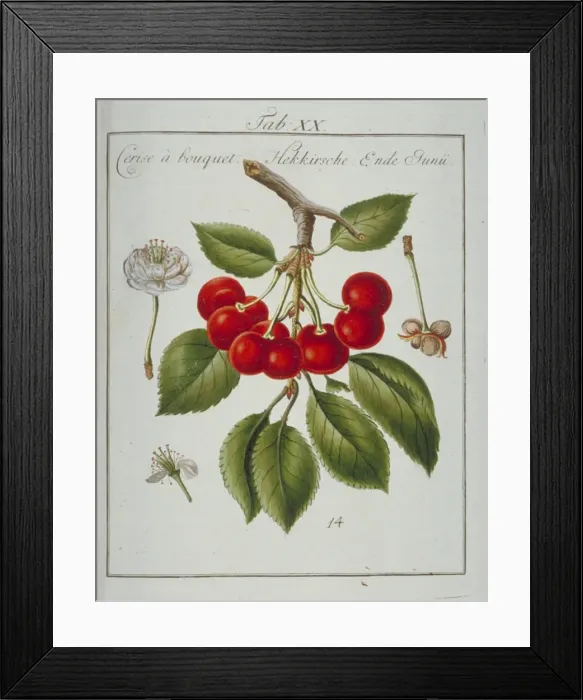 Framed Print : Prunus sp. bunched cherry Framed Print : Prunus sp. bunched cherry