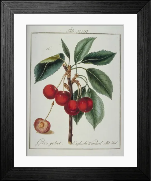 Framed Print : Prunus avium, cherry Framed Print : Prunus avium, cherry