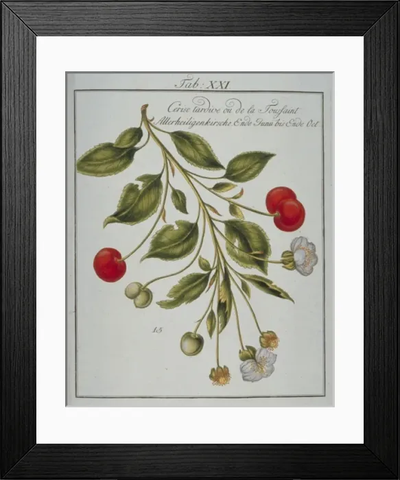 Framed Print : Prunus sp. cherry