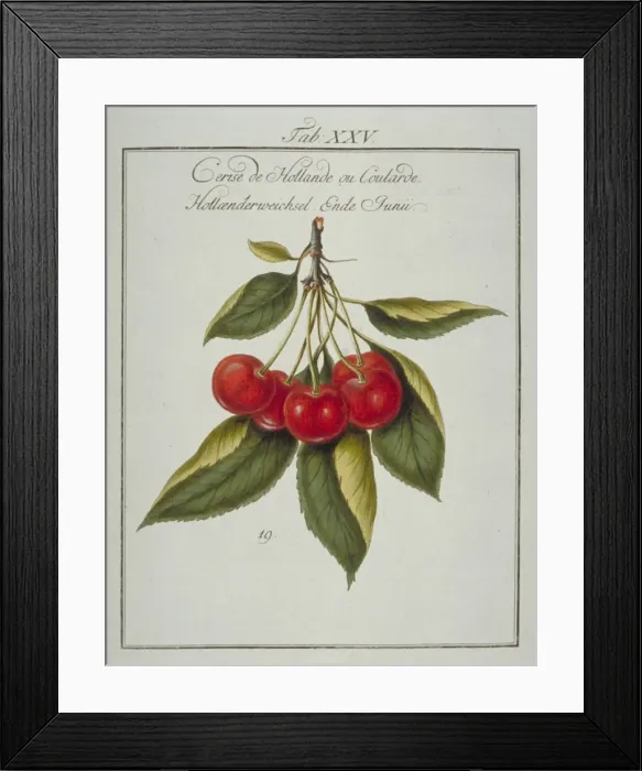 Framed Print : Prunus sp. Dutch cherry Framed Print : Prunus sp. Dutch cherry