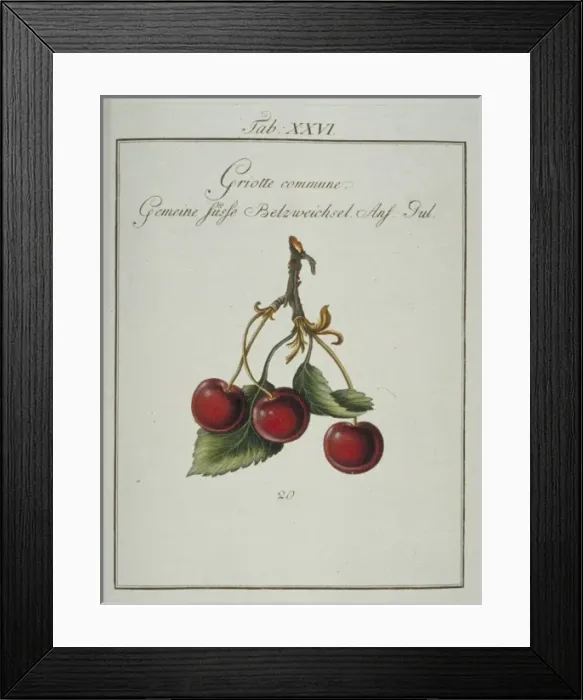 Framed Print : Prunus cerasus, common morello cherry Framed Print : Prunus cerasus, common morello cherry