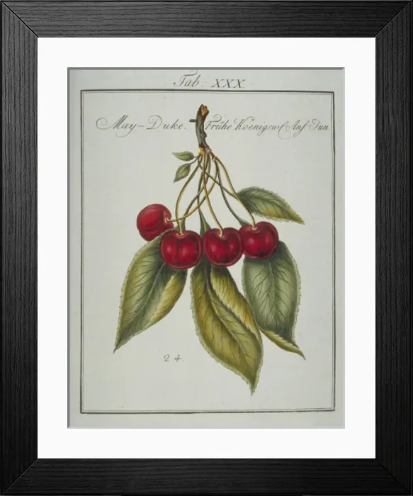 Framed Print : Prunus gondouinii, May duke cherry Framed Print : Prunus gondouinii, May duke cherry