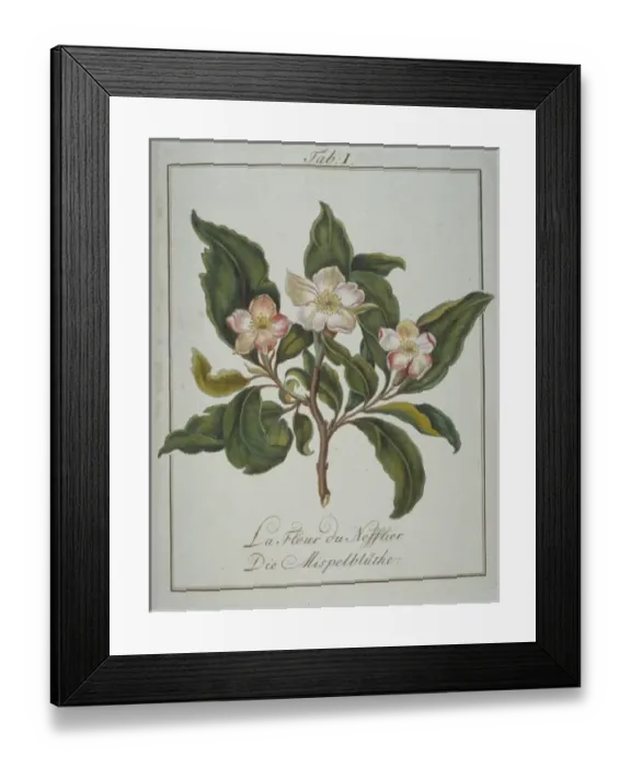 Framed Print : Mespilus germanica, flower of medlar Framed Print : Mespilus germanica, flower of medlar