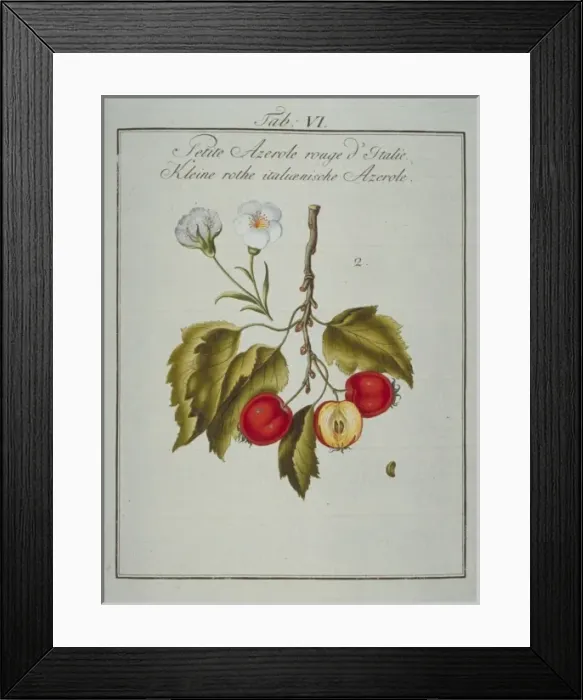 Framed Print : Mespilus germanica, Neapolitan medlar Framed Print : Mespilus germanica, Neapolitan medlar