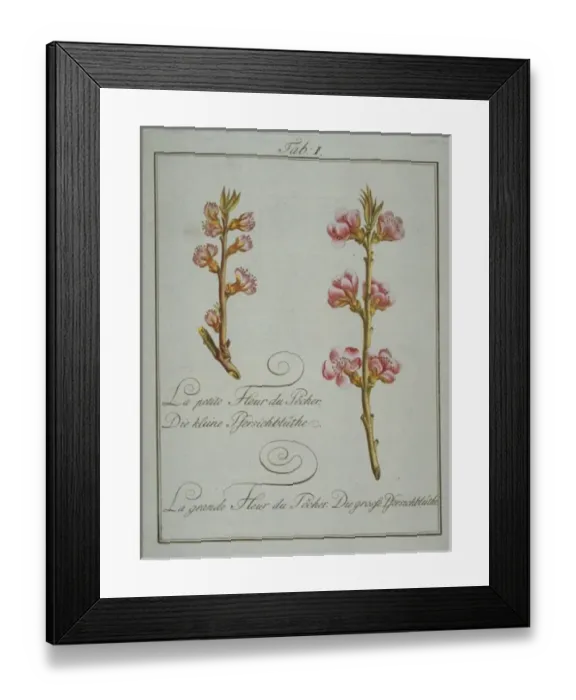Framed Print : Prunus persica, small peach flower (left), large peach flowe Framed Print : Prunus persica, small peach flower (left), large peach flowe