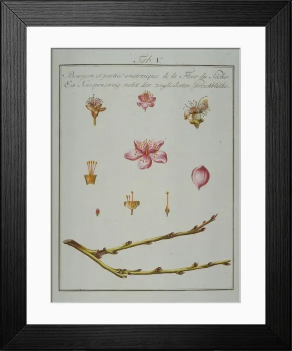 Framed Print : Prunus persica, bud and elements of peach flower Framed Print : Prunus persica, bud and elements of peach flower