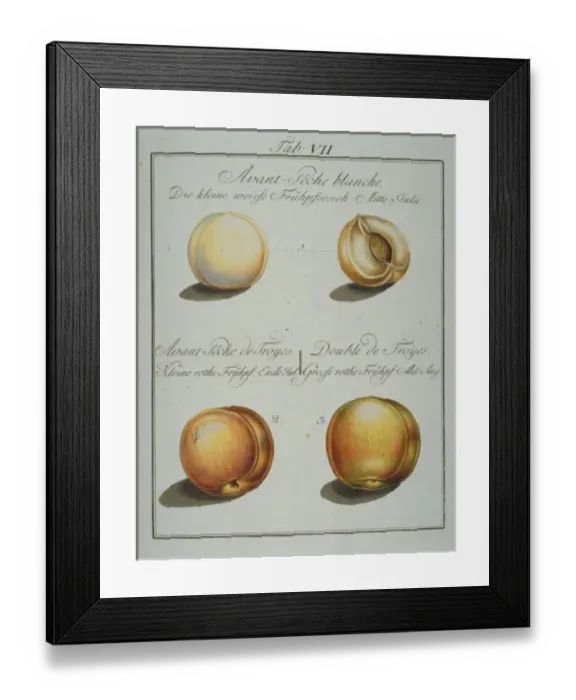 Framed Print : Prunus sp. (1) early white peach (2) early troy peach (3) d Framed Print : Prunus sp. (1) early white peach (2) early troy peach (3) d