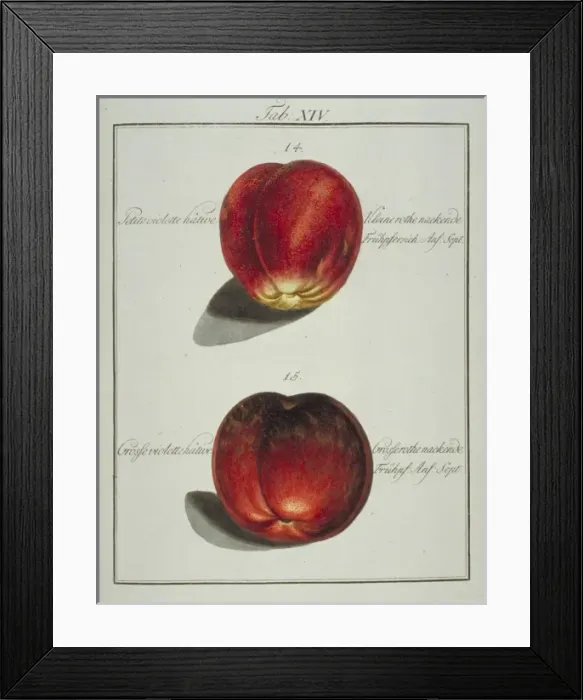 Framed Print : Prunus sp. (14) small early violet peach (15) large early v Framed Print : Prunus sp. (14) small early violet peach (15) large early v