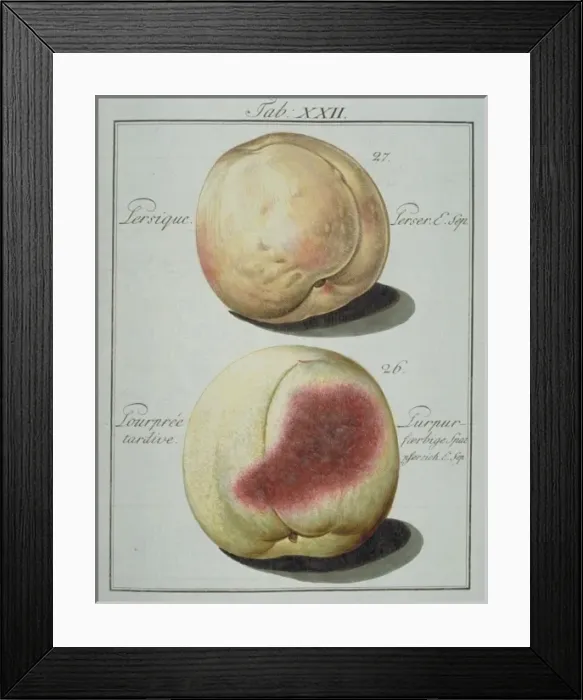 Framed Print : Prunus sp. (27) Persian peach (26) late purple peach Framed Print : Prunus sp. (27) Persian peach (26) late purple peach