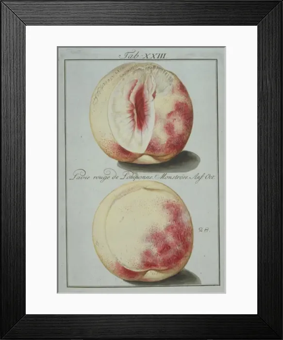 Framed Print : Prunus sp. red pompon clingstone peach Framed Print : Prunus sp. red pompon clingstone peach