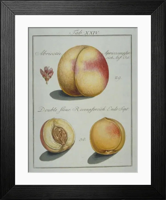 Framed Print : Prunus sp. (29) apricot peach (30) double flower peach Framed Print : Prunus sp. (29) apricot peach (30) double flower peach
