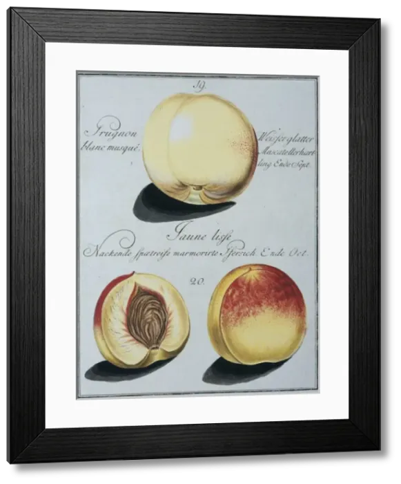 Framed Print : Prunus persica, peach Framed Print : Prunus persica, peach