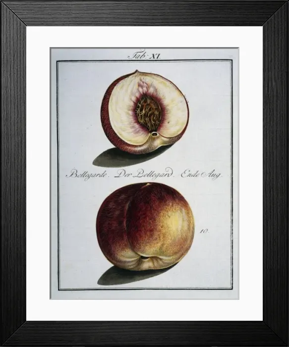 Framed Print : Prunus persica, peach Framed Print : Prunus persica, peach