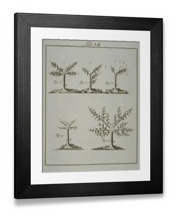 Framed Print : Stages in Pruning - 2 Framed Print : Stages in Pruning - 2