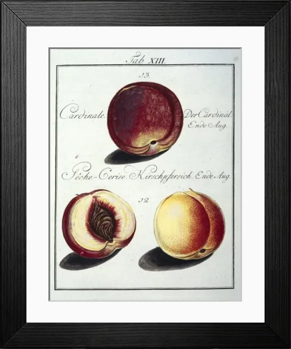 Framed Print : Prunus persica, peach Framed Print : Prunus persica, peach