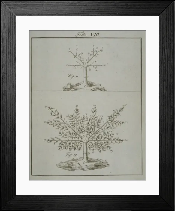 Framed Print : Stages in Pruning - 3 Framed Print : Stages in Pruning - 3