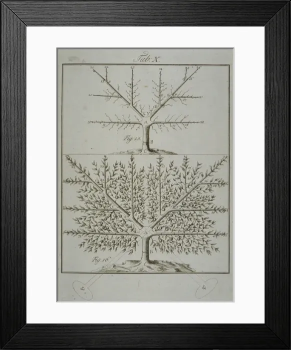 Framed Print : Stages in Pruning - 5 Framed Print : Stages in Pruning - 5