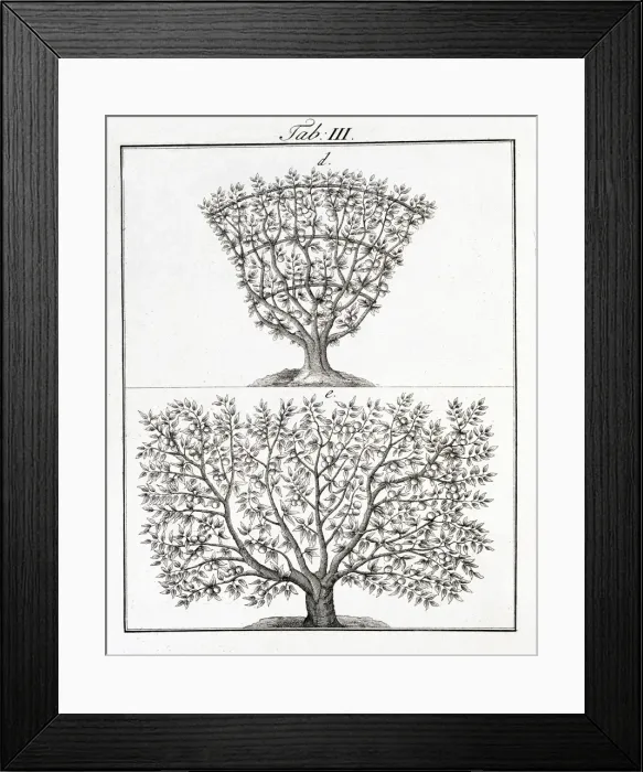 Framed Print : Two fruit trees Framed Print : Two fruit trees