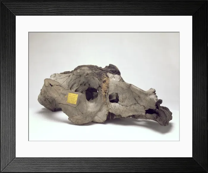 Framed Print : Skull of Toxodon platensis Framed Print : Skull of Toxodon platensis