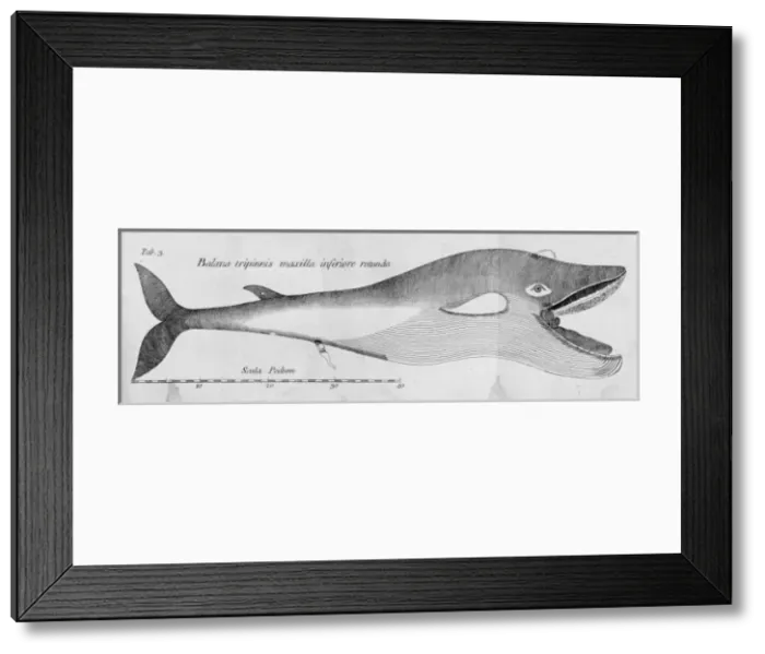 Framed Print : Balaena mysticetus, bowhead whale Framed Print : Balaena mysticetus, bowhead whale