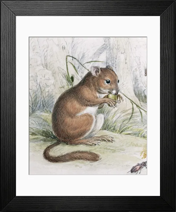 Framed Print : Muscardinus avellanarius, common dormouse Framed Print : Muscardinus avellanarius, common dormouse