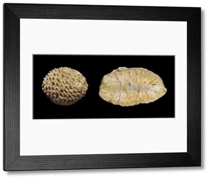 Framed Print : Araucaria mirabilis, silicified seed cones
