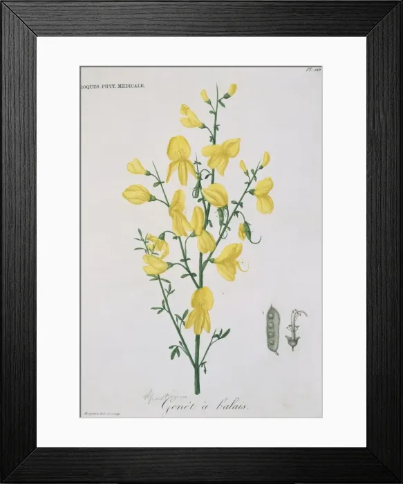 Framed Print : Genet a balais, yellow broom Framed Print : Genet a balais, yellow broom
