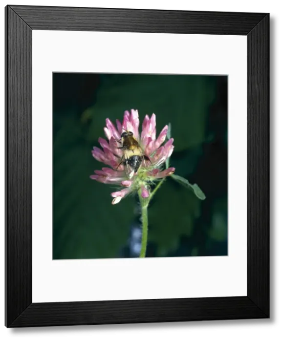 Framed Print : Leucozona lucorum L. hoverfly Framed Print : Leucozona lucorum L. hoverfly
