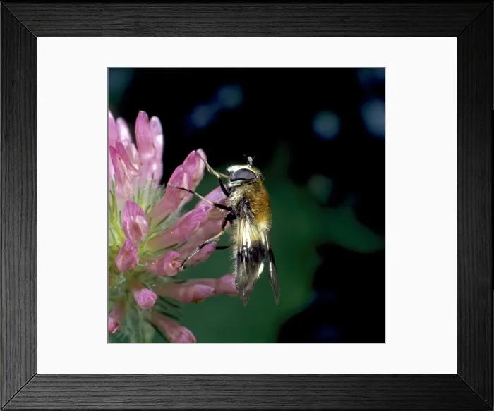 Framed Print : Leucozona lucorum L. hoverfly Framed Print : Leucozona lucorum L. hoverfly