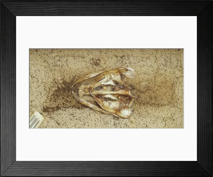 Framed Print : Preparation of skeleton Framed Print : Preparation of skeleton