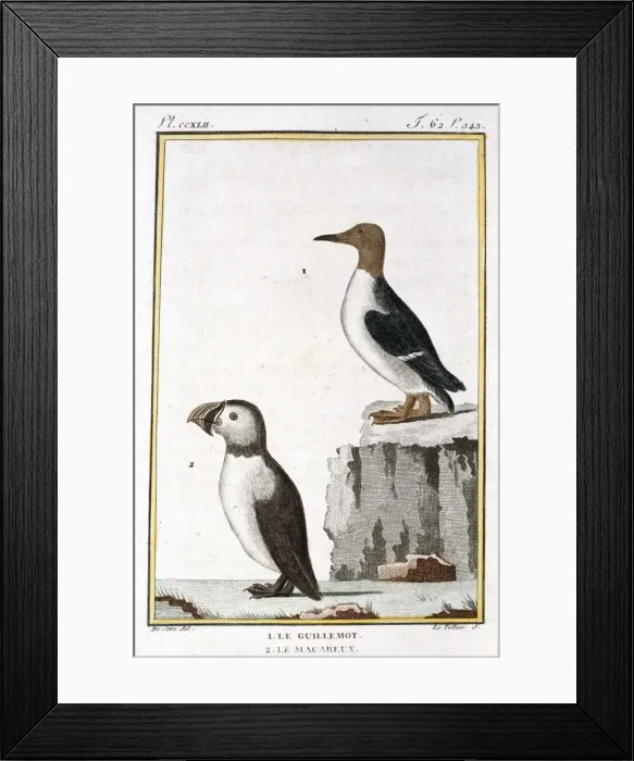 Framed Print : Fractercula arctica, Atlantic puffin, Uria aalge, guillemot Framed Print : Fractercula arctica, Atlantic puffin, Uria aalge, guillemot