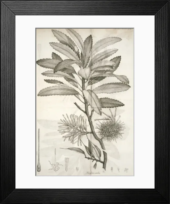 Framed Print : Knightia excelsa, rewarewa Framed Print : Knightia excelsa, rewarewa