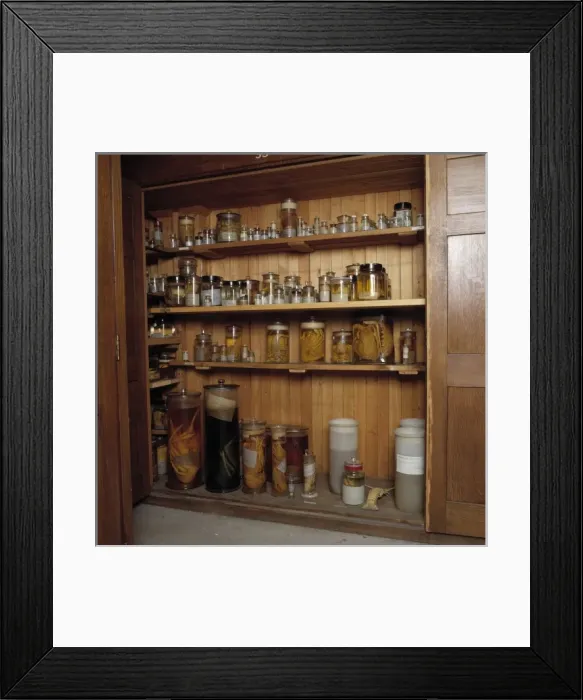 Framed Print : Specimen jars containing crustaceans Framed Print : Specimen jars containing crustaceans