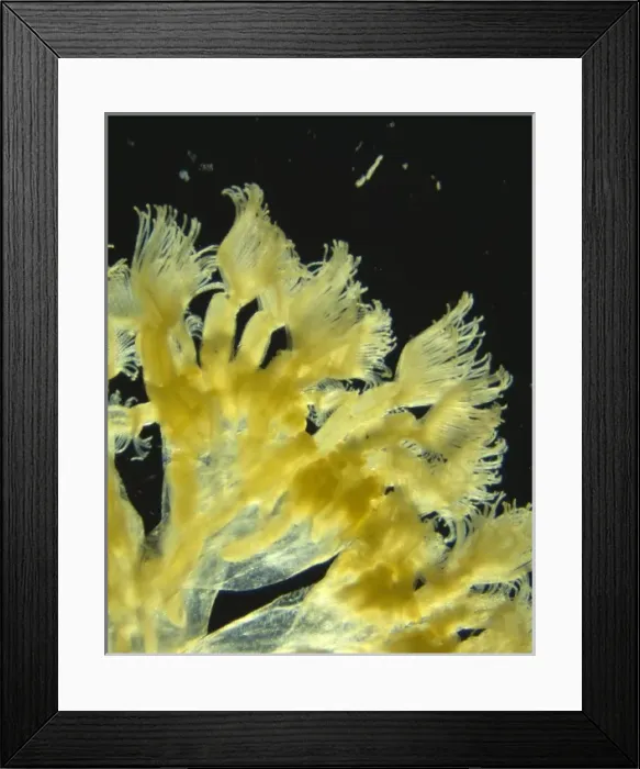 Framed Print : Lophopus cristallinus, freshwater bryozoan Framed Print : Lophopus cristallinus, freshwater bryozoan
