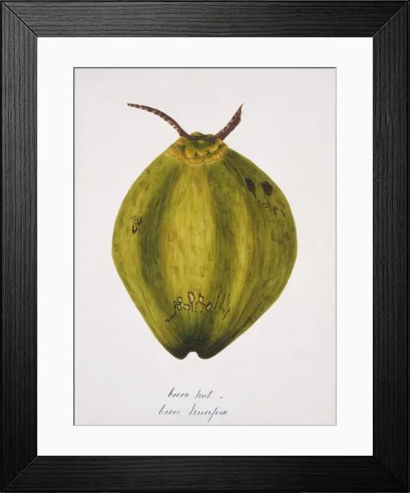 Framed Print : Cocos nucifera, coconut tree Framed Print : Cocos nucifera, coconut tree