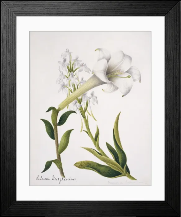 Framed Print : Habernaria logicalearata, orchid and Lilium neilgherrense, l Framed Print : Habernaria logicalearata, orchid and Lilium neilgherrense, l