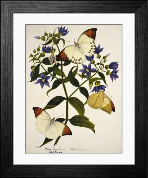 Framed Print : Gentiana sp. blue gentian Framed Print : Gentiana sp. blue gentian
