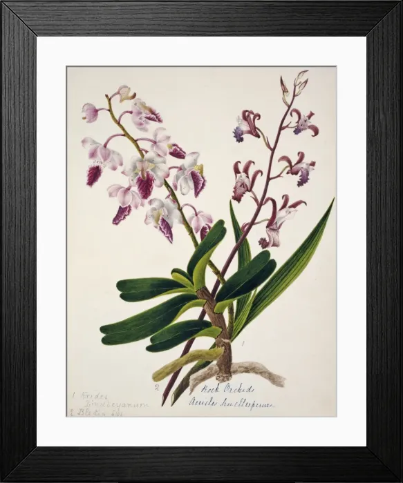 Framed Print : Aerides iindleyanum, rock orchid Framed Print : Aerides iindleyanum, rock orchid