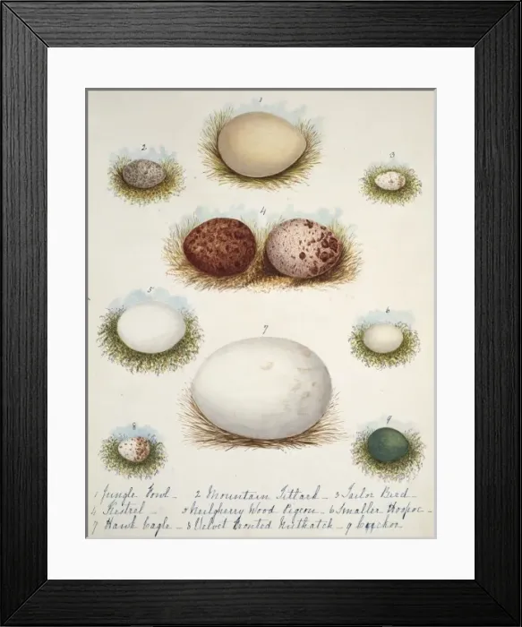 Framed Print : Collection birds eggs Framed Print : Collection birds eggs