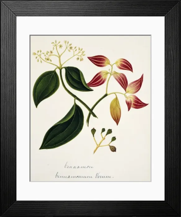 Framed Print : Cinnamomun verum, cinnamon Framed Print : Cinnamomun verum, cinnamon