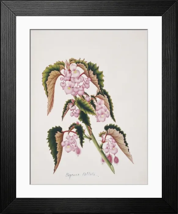 Framed Print : Begonia peltata, lily pad begonia Framed Print : Begonia peltata, lily pad begonia