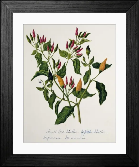 Framed Print : Capsicum minimum, chillies