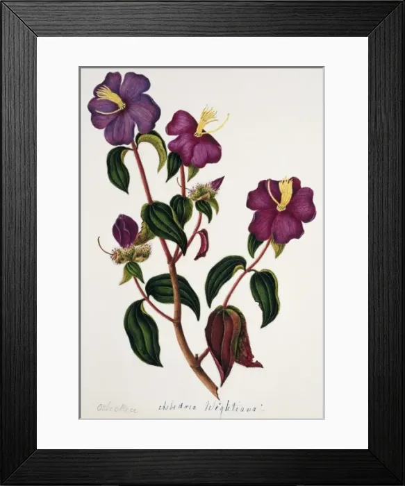Framed Print : Osbeckia chinensis Framed Print : Osbeckia chinensis