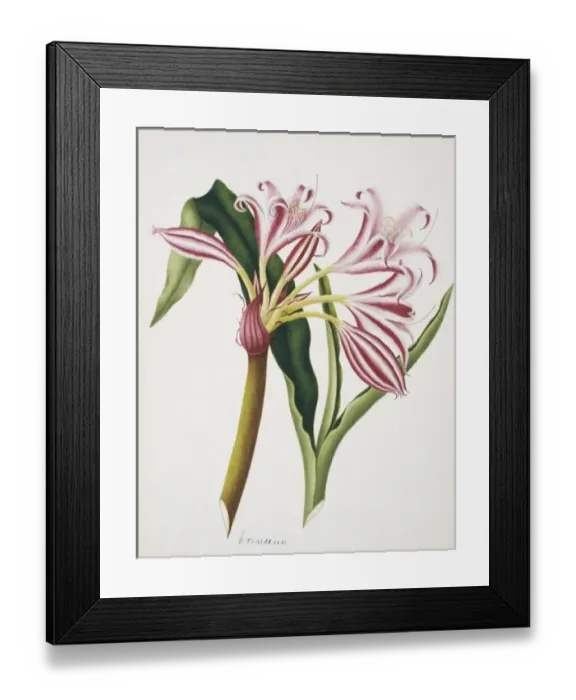 Framed Print : Crinum sp. lily Framed Print : Crinum sp. lily