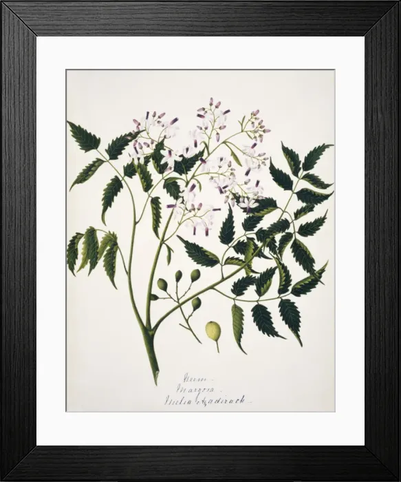Framed Print : Melia azadirack, neem Framed Print : Melia azadirack, neem