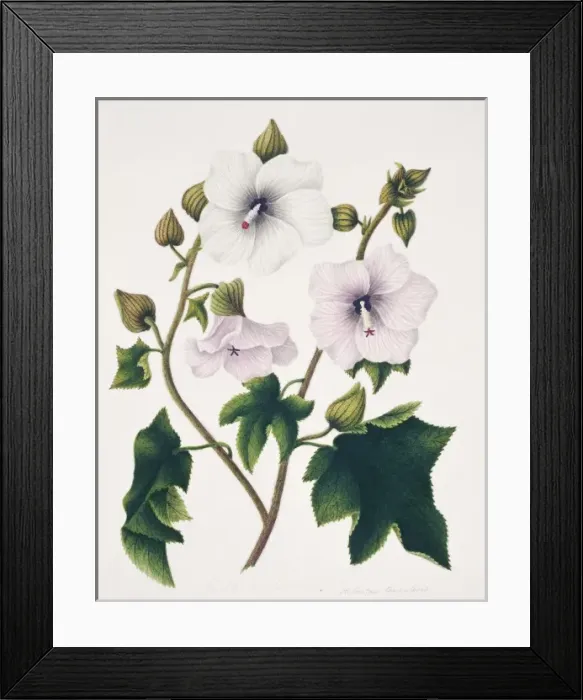 Framed Print : Hibiscus angulosus, wild hibiscus Framed Print : Hibiscus angulosus, wild hibiscus